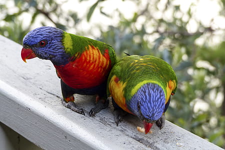 two green-red-and-purple parrots together thumbnail