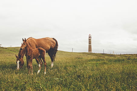 two brown horses in grass field near lighthouse during daytime thumbnail