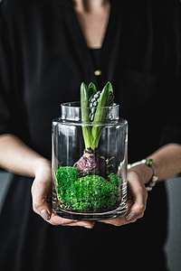 Close-ups of green potted plants thumbnail