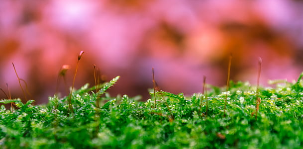 photo of green grass field thumbnail
