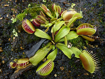 green venus flytrap plant thumbnail