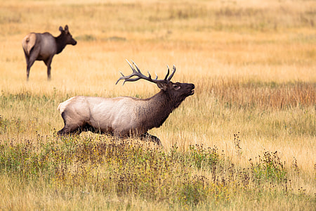 brown deer standing on green grass field thumbnail