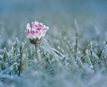 shallow focus photography of pink and white daisy flower thumbnail