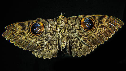 brown owl butterfly thumbnail