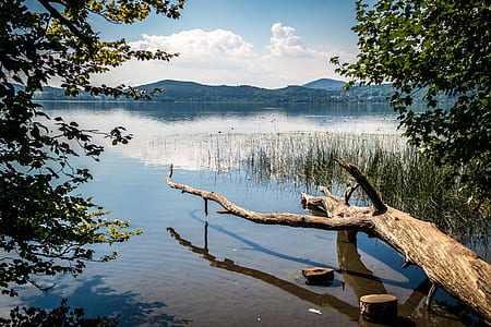 green trees by the water during daytime thumbnail