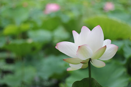 selective focus photography of white lotus flower thumbnail