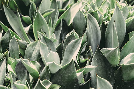 green leafed plant thumbnail