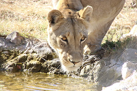 water, drink, animal, eyes thumbnail
