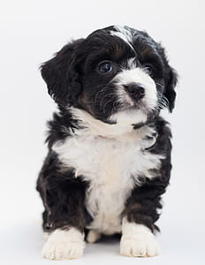 White and Black Maltese Puppy thumbnail