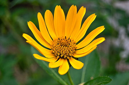 White Daisy Flower in Closeup Photography thumbnail