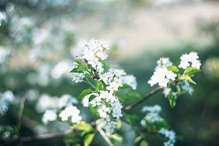 White Petaled Flowers thumbnail