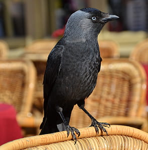 black bird on brown wicker chair thumbnail