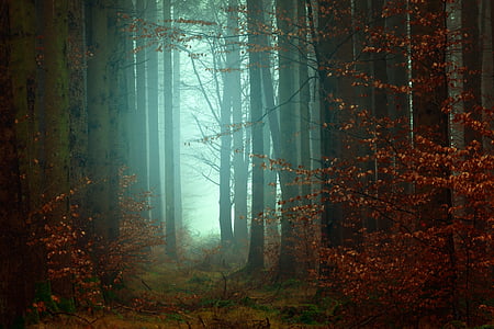 orange leafed tree forest wallpaper thumbnail