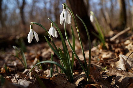 close up photo of white flowers thumbnail