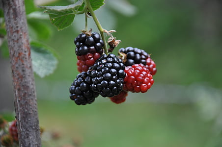 selective focus photography of black and red mulberries thumbnail