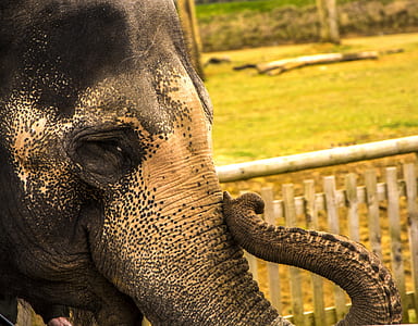 closed up photo of black elephant thumbnail