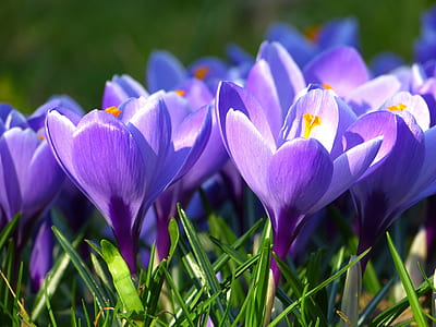 close-up photo of purple petaled flowers thumbnail