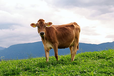 brown cow on green grass thumbnail