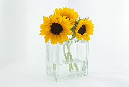 three yellow sunflowers in vase with water thumbnail