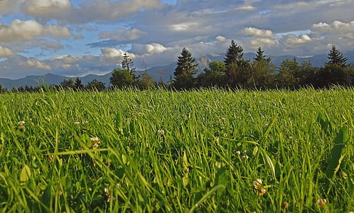 grass field thumbnail