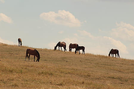 brown horses on field during daytime thumbnail