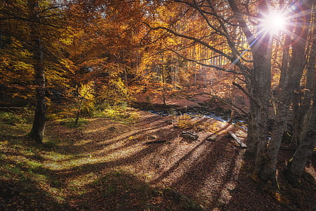 brown leafed tree inside the forest during daytime thumbnail
