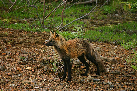 long-coated brown animal standing on soil thumbnail