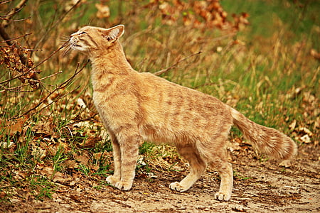 orange tabby cat looking left thumbnail
