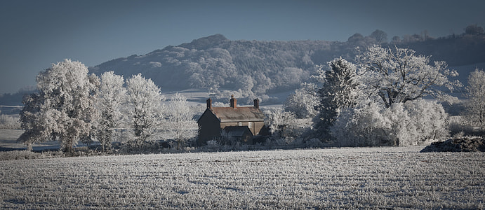 brown house in middle of white leafed trees thumbnail
