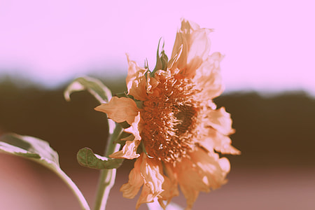 yellow petal flower thumbnail