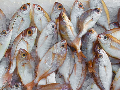 food, healthy, fishing, ocean thumbnail