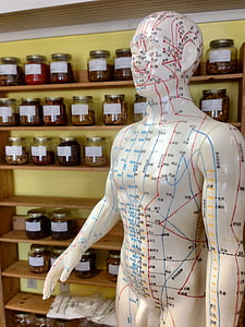 acupuncture points mannequin thumbnail