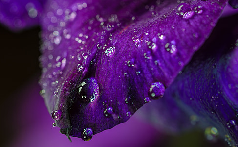 close-up photo of purple leaf with water drops thumbnail