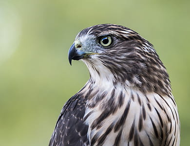 gray and white falcon photography during daytime thumbnail