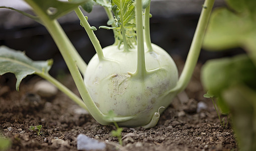 shallow focus photography of vegetable thumbnail
