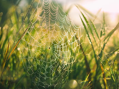 white spider web photography thumbnail