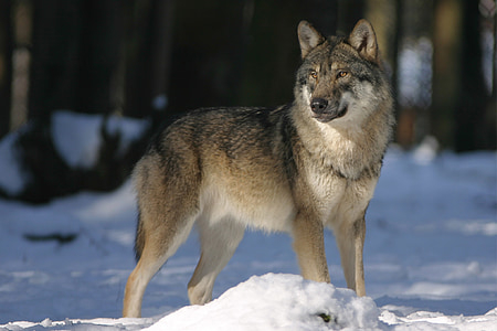 brown and black wolf in winter season standing during day time thumbnail