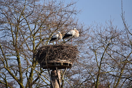 two white-and-brown birds standing on nest thumbnail