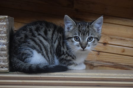 gray tabby cat on brown wooden surface thumbnail