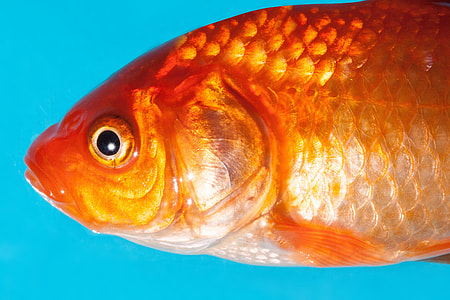 close view orange fish thumbnail