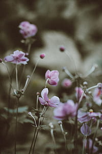 pink flowers in closeup photo thumbnail