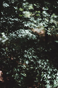 green leaf tree borkeh photography thumbnail