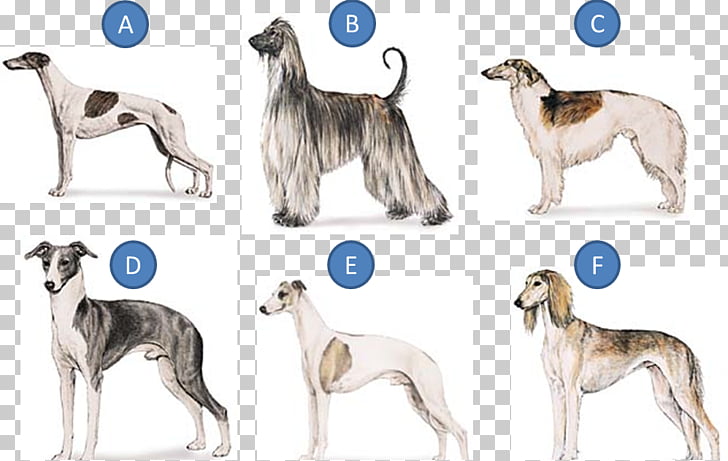Whippet Greyhound Hortaya Borzaya Mudhol Hound Silken Windhound