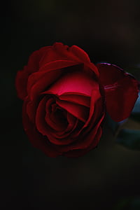 red rose flower in closeup photo thumbnail