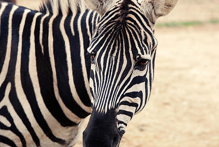 closeup photo of zebra thumbnail