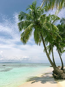 photo of coconut tree near sea shore thumbnail