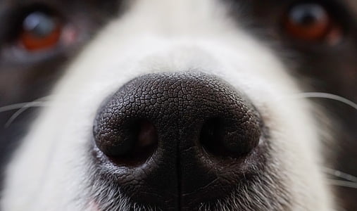 close-up photography of adult black and white border collie nose thumbnail