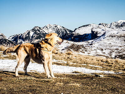 yellow and white dog standing near snow-capped mountain thumbnail