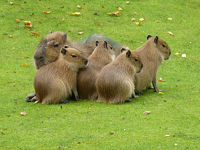 herd of capybara on green grass field thumbnail