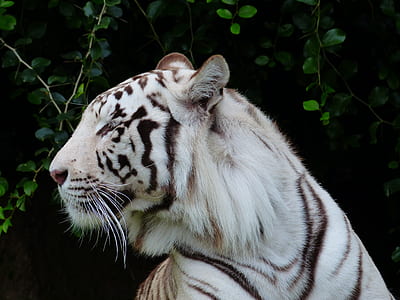 White Tiger photo thumbnail